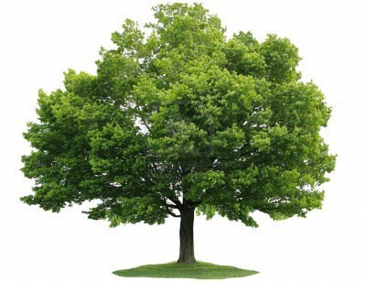 https://generationalwealth.org/wp-content/uploads/2020/09/maple-tree.jpg